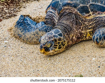 Green Sea Turtle Laying Eggs On Beach Maui Hawaii 