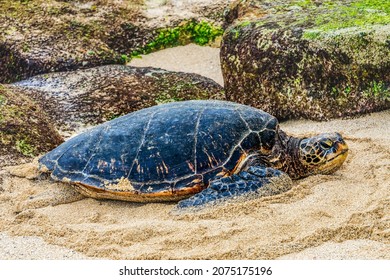 Green Sea Turtle Laying Eggs On Beach Maui Hawaii 