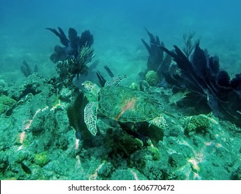 A Green Sea Turtle In The Looe Key National Marine Sanctuary In Florida