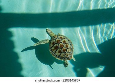 Green Sea Turtle With Missing Flipper Swimming In Sea Turtle Hospital In Sunlight