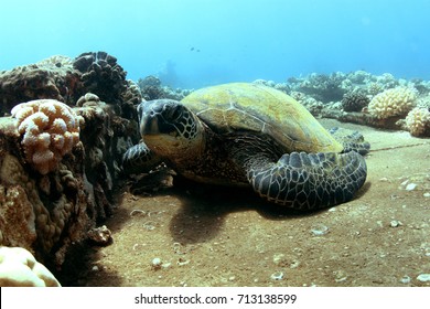 Green Sea Turtle Near Black Rock, Maui.