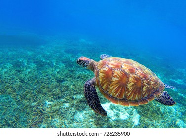 Green sea turtle near seaweeds. Tropical nature of exotic island. Olive ridley turtle in blue sea water. Sea tortoise swims underwater. Undersea photo. Protected marine animal in natural environment