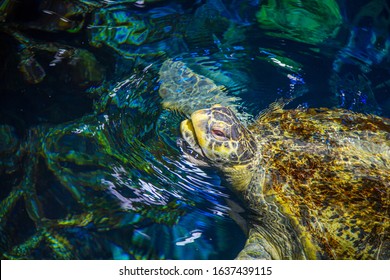 Green Sea Turtle At New England Aquarium In Boston, Massachusetts