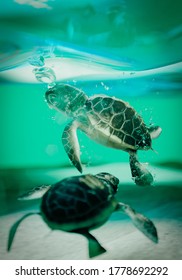 Green Sea Turtle Ocean Animals