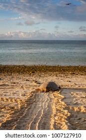 Green Sea Turtle on the beach crawling back to the ocean after nesting. Heron Island, Queensland, Australia