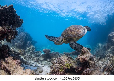 A Green Sea Turtle On The Ningaloo Reef