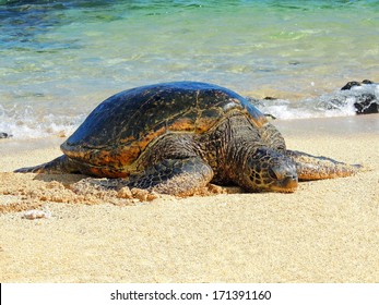 481 Sea Turtle Kauai Images, Stock Photos & Vectors | Shutterstock