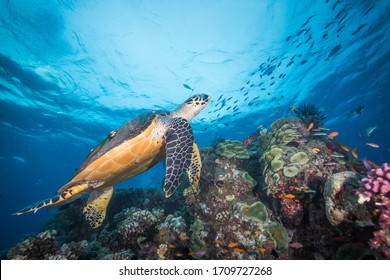 Green Sea Turtle on the reef - Shutterstock ID 1709727268