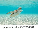 Green sea turtle peacefully swimming in shallow, crystak clear ocean waters on a calm sunny day.