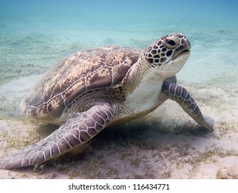 Green Sea Turtle. Red Sea