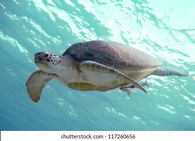 Green Sea Turtle. Red Sea