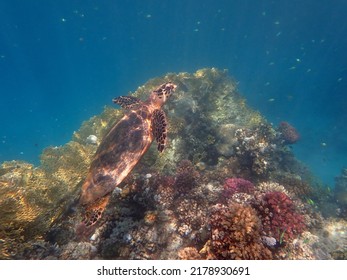 Green Sea Turtle - Red Sea - Egypt