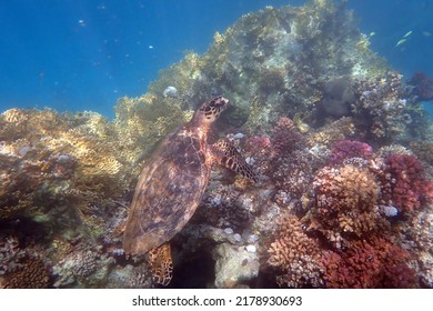 Green Sea Turtle - Red Sea - Egypt