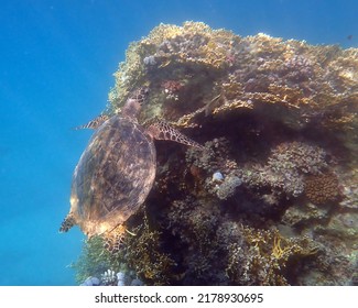 Green Sea Turtle - Red Sea - Egypt