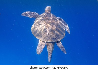 Green Sea Turtle - Red Sea - Egypt