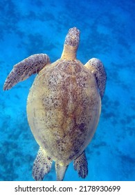 Green Sea Turtle - Red Sea - Egypt