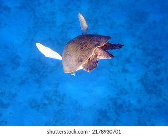 Green Sea Turtle - Red Sea - Egypt