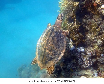 Green Sea Turtle - Red Sea - Egypt