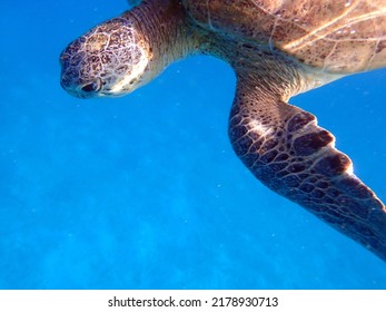 Green Sea Turtle - Red Sea - Egypt