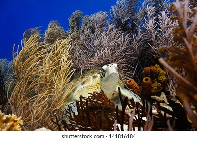 Green Sea Turtle Resting On Tropical Caribbean Reef