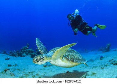 Green Sea Turtle And Scuba Diver