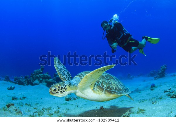 Green Sea Turtle and Scuba Diver photomural. 