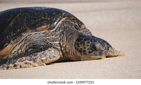 42,265 Sea turtle beach Images, Stock Photos & Vectors | Shutterstock