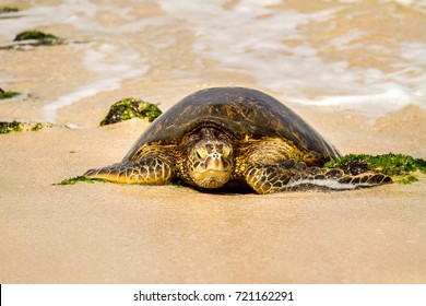 608 Turtle Moving Slowly Images, Stock Photos & Vectors | Shutterstock