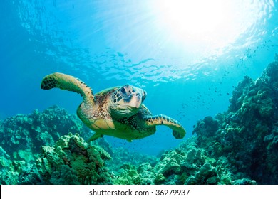 green sea turtle with sunburst in background underwater