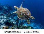 Green sea turtle swimming above a coral reef close up. Sea turtles are becoming threatened due to illegal human activities.
