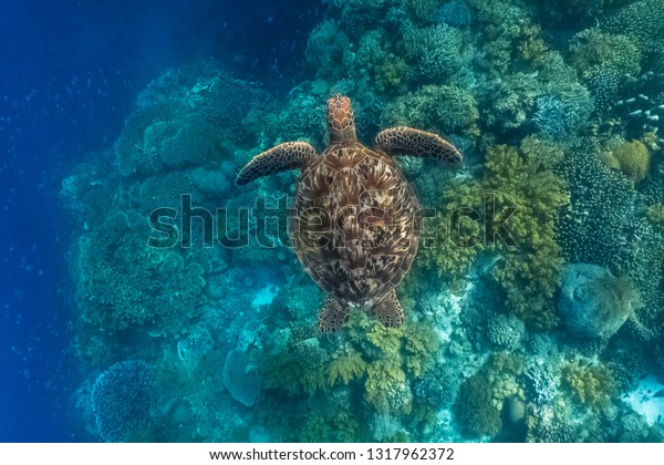 珊瑚礁の上を泳ぐ緑の海亀 ウミガメは不法な人間の活動に脅かされつつある の写真素材 今すぐ編集