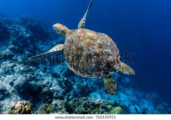 Green sea turtle swimming above a coral reef\
close up. Sea turtles are becoming threatened due to illegal human\
activities.