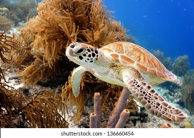 Green Sea Turtle swimming along tropical coral reef, Bonaire - Shutterstock ID 136660454