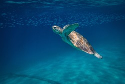 Green Sea Turtle Swimming Around Palawan