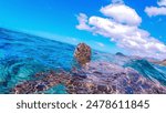 A green sea turtle swimming in the blue water