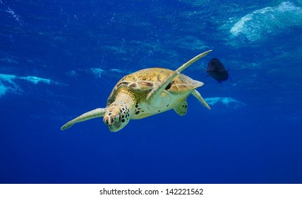 Green Sea Turtle Swimming Fish Stock Photo 142221562 | Shutterstock