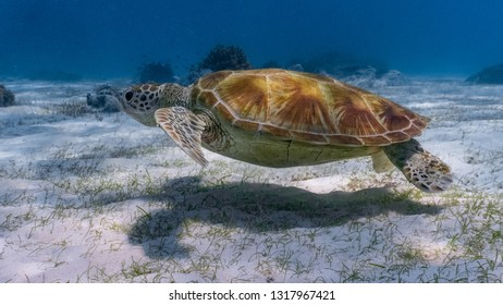 524 Sea turtle poaching Images, Stock Photos & Vectors | Shutterstock