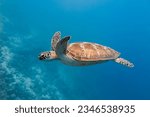 Green Sea Turtle swimming Maldives 