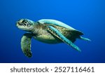 Green Sea Turtle swimming Maldives