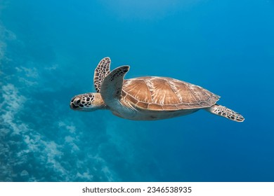 Green Sea Turtle swimming Maldives  - Powered by Shutterstock