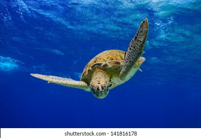 Green Sea Turtle swimming in the ocean in the Caribbean, Bonaire - Shutterstock ID 141816178