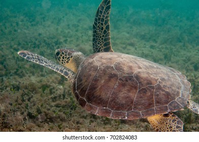 A green sea turtle swimming on a reef.