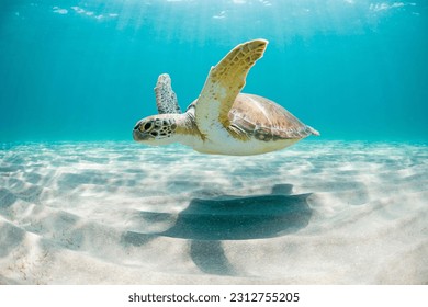 Green sea turtle swimming peacefully along the seafloor in the shallow waters just off the beach on a sunny day in Florida, USA. - Shutterstock ID 2312755205