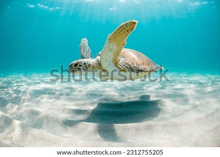 Green sea turtle swimming peacefully along the seafloor in the shallow waters just off the beach on a sunny day in Florida, USA.