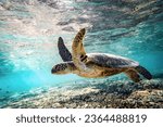 Green sea turtle swimming in shallow water over the Great Barrier Reef
