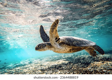 Green sea turtle swimming in shallow water over the Great Barrier Reef - Powered by Shutterstock