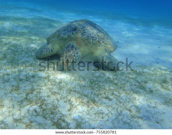 Green Sea Turtle Swimming Under Ocean Stock Photo Edit Now 755820781