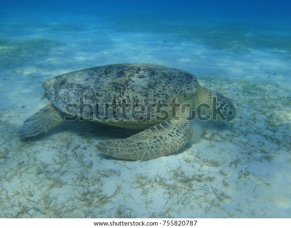 Green Sea Turtle Swimming Under Ocean Stock Photo Edit Now 755820787