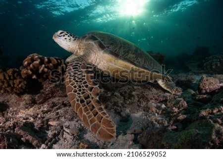 Green Sea Turtle taking a break under the sun in one of dive sites in Sipadan Island off the coast of Sabah, Borneo, Malaysia