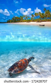 Green Sea Turtle And Tropical Beach Above And Below Water